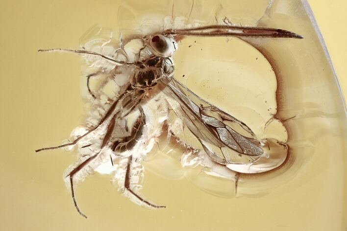 Detailed Fossil Ichneumon Wasp (Ichneumonidae) In Baltic Amber #367324